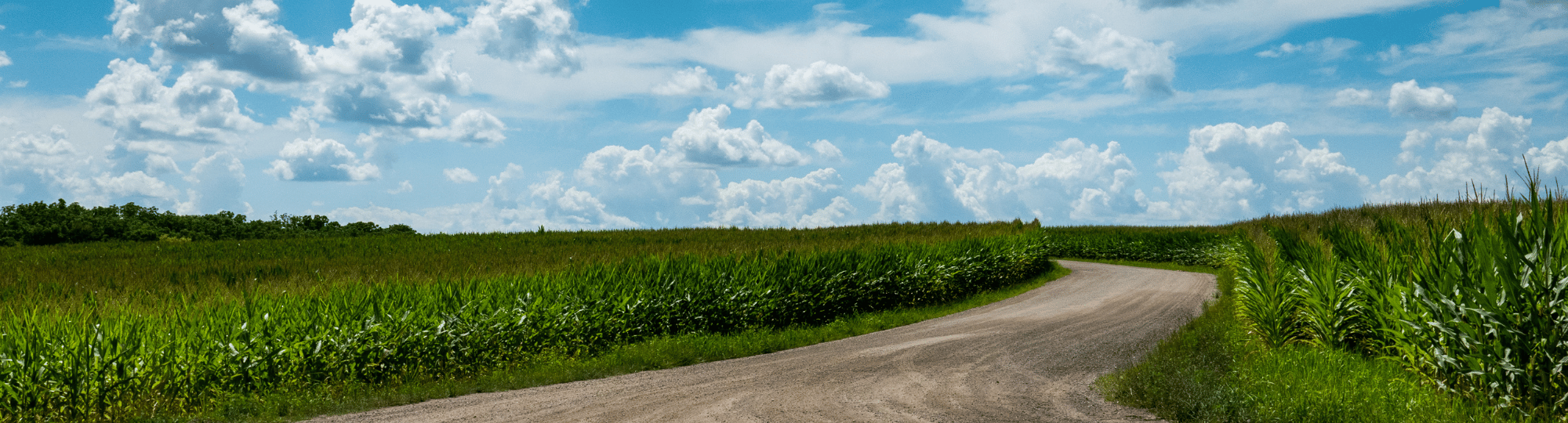 Unpaved road between two corn fields with blue sky