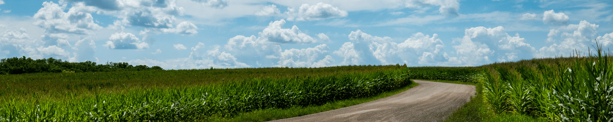 Unpaved road between two corn fields with blue sky