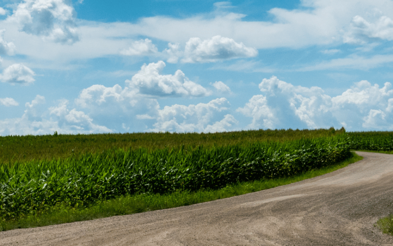 Unpaved road between two corn fields with blue sky