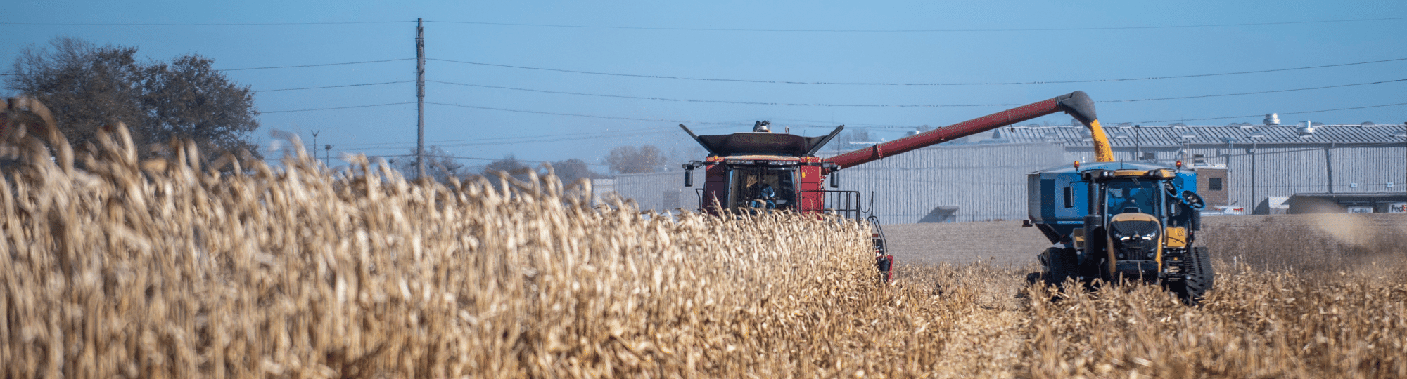 Combine harvesting corn