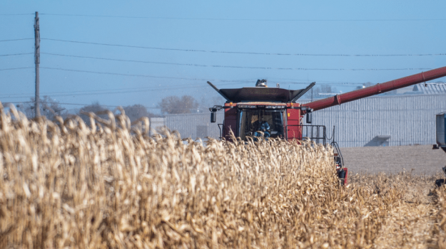 Combine harvesting corn