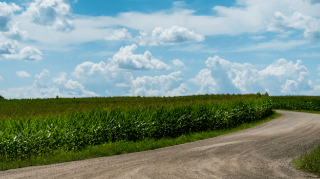 Unpaved road between two corn fields with blue sky